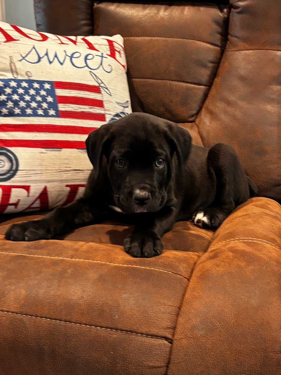 Blitz - The Adventurous Companion