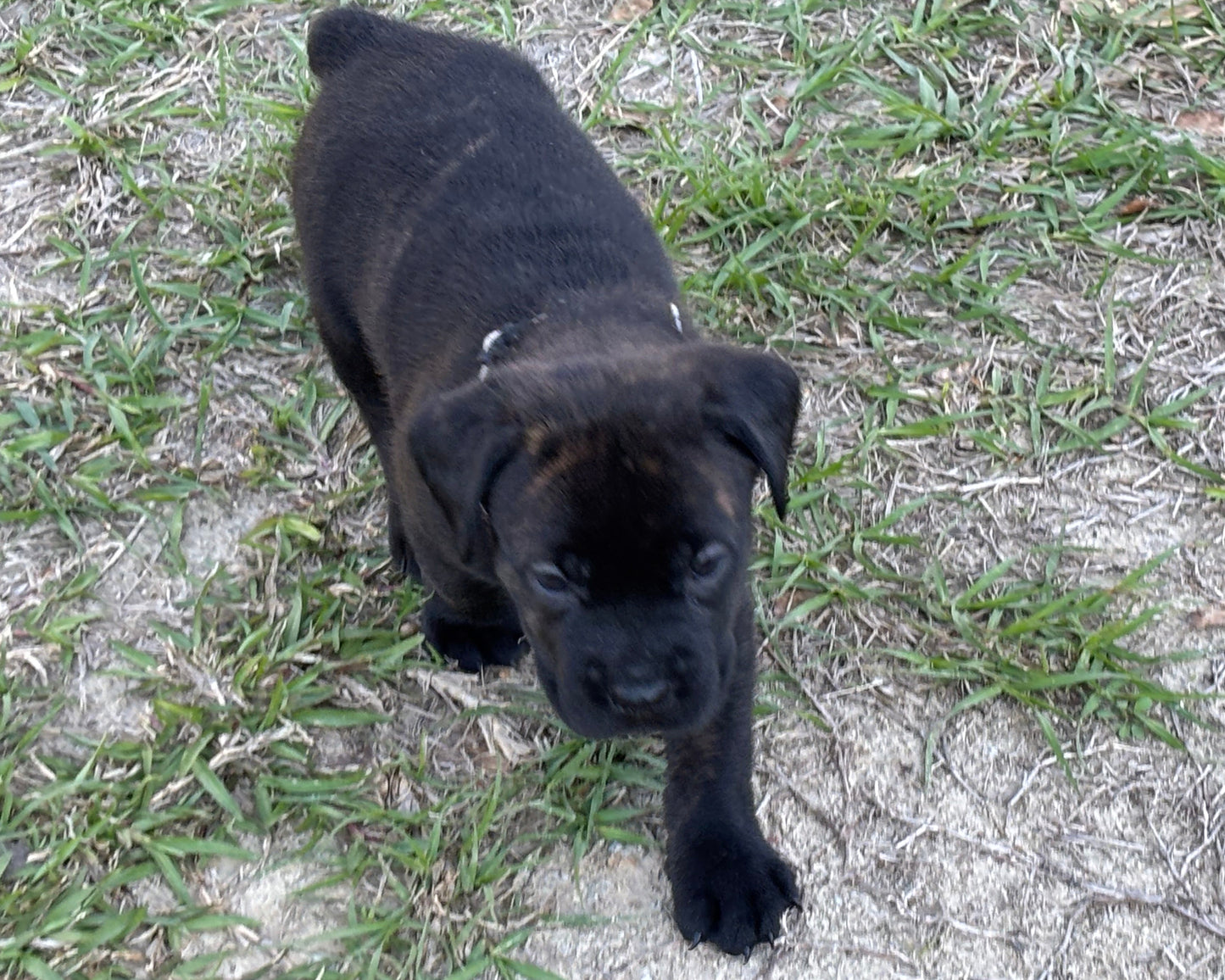 Gray Collar - Brindle Female