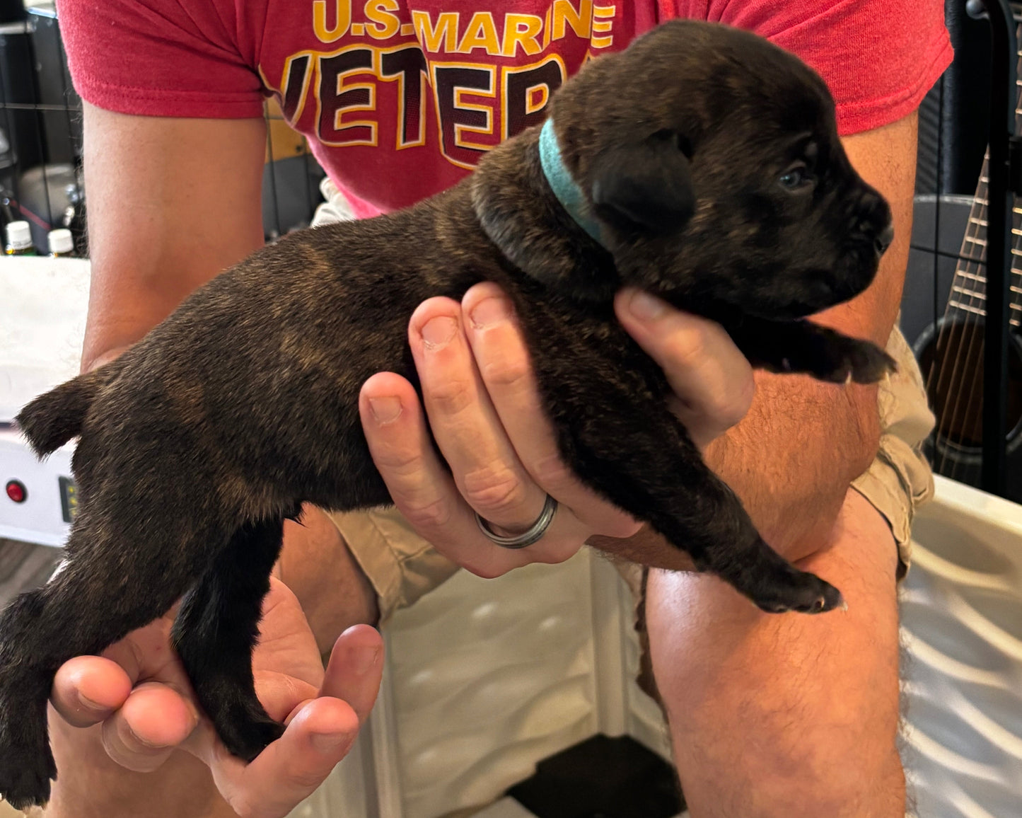 Light Blue Collar - Black Brindle Male