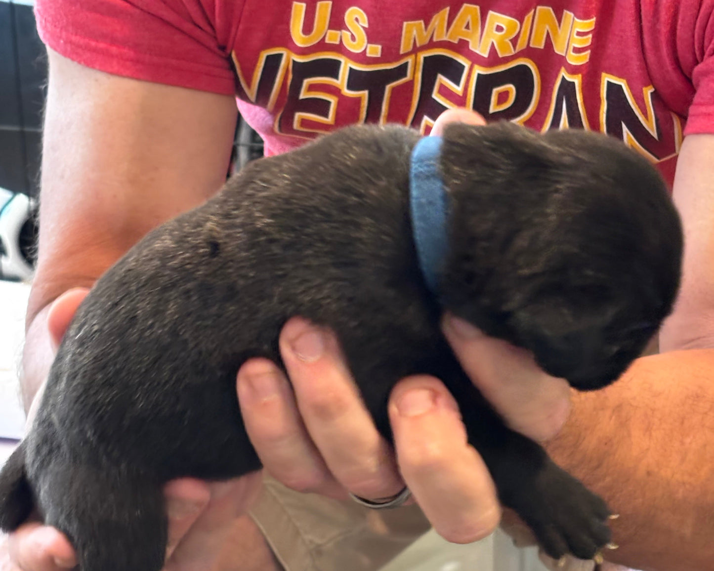 Dark Blue Collar - Black Brindle Male