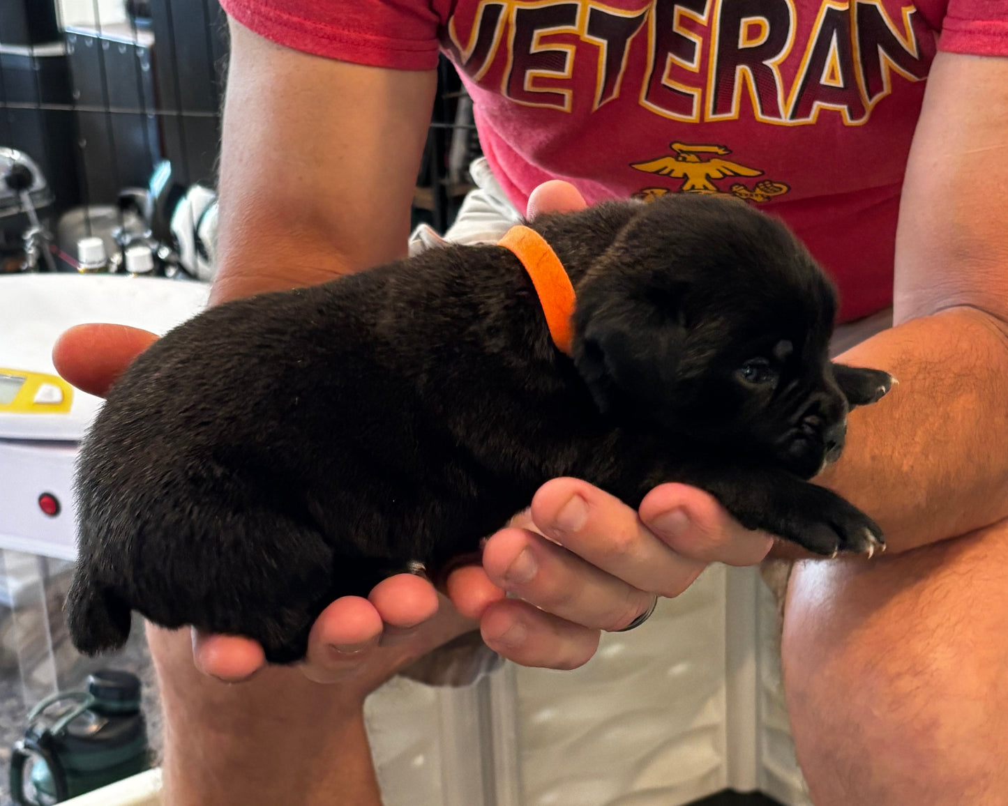 Orange Collar - Black Male