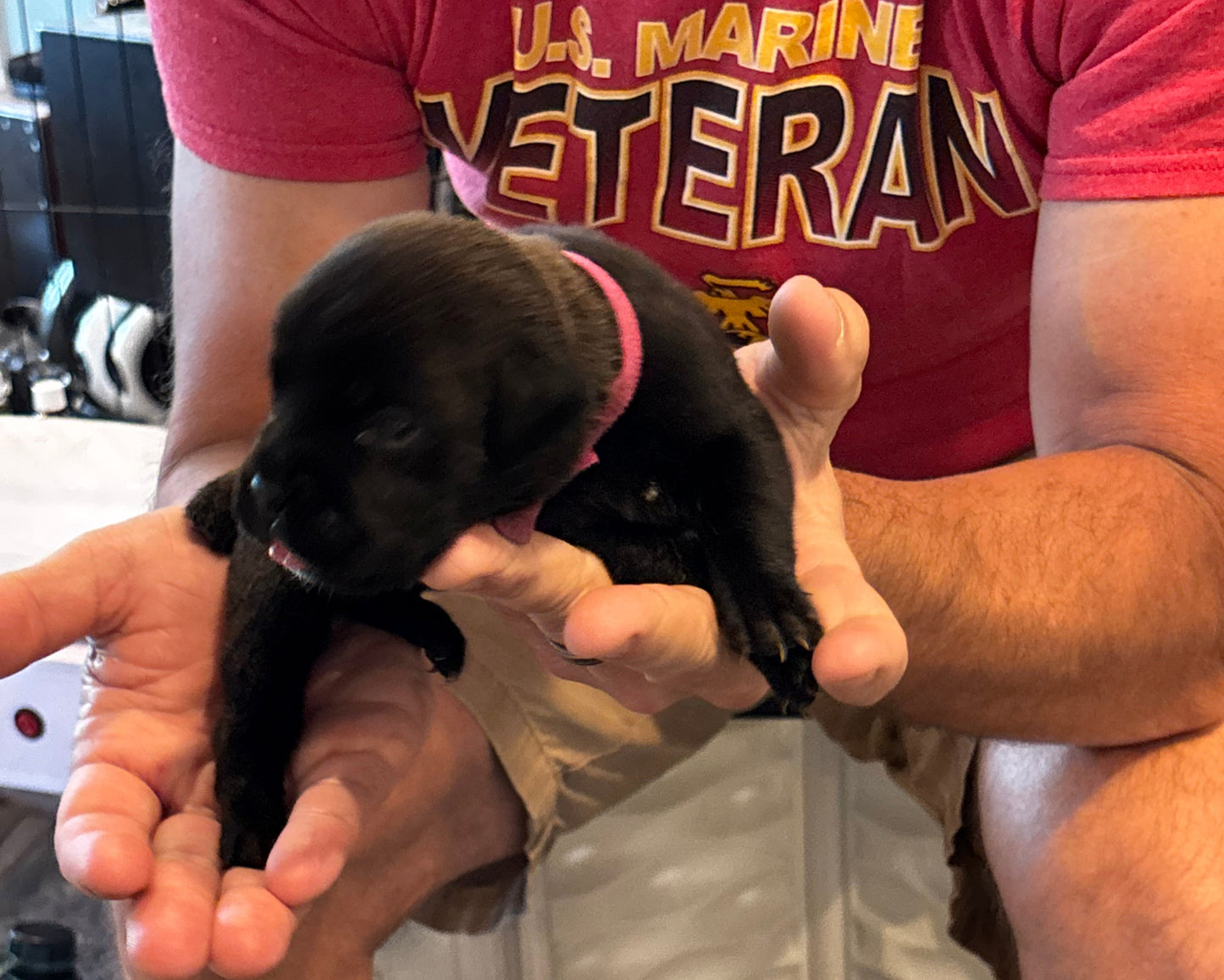 Dark Pink Collar - Black Brindle Female