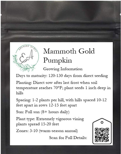 Mammoth Gold Pumpkin
