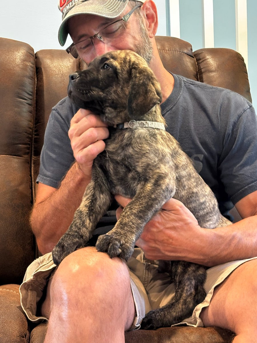 Achilles - South Carolina