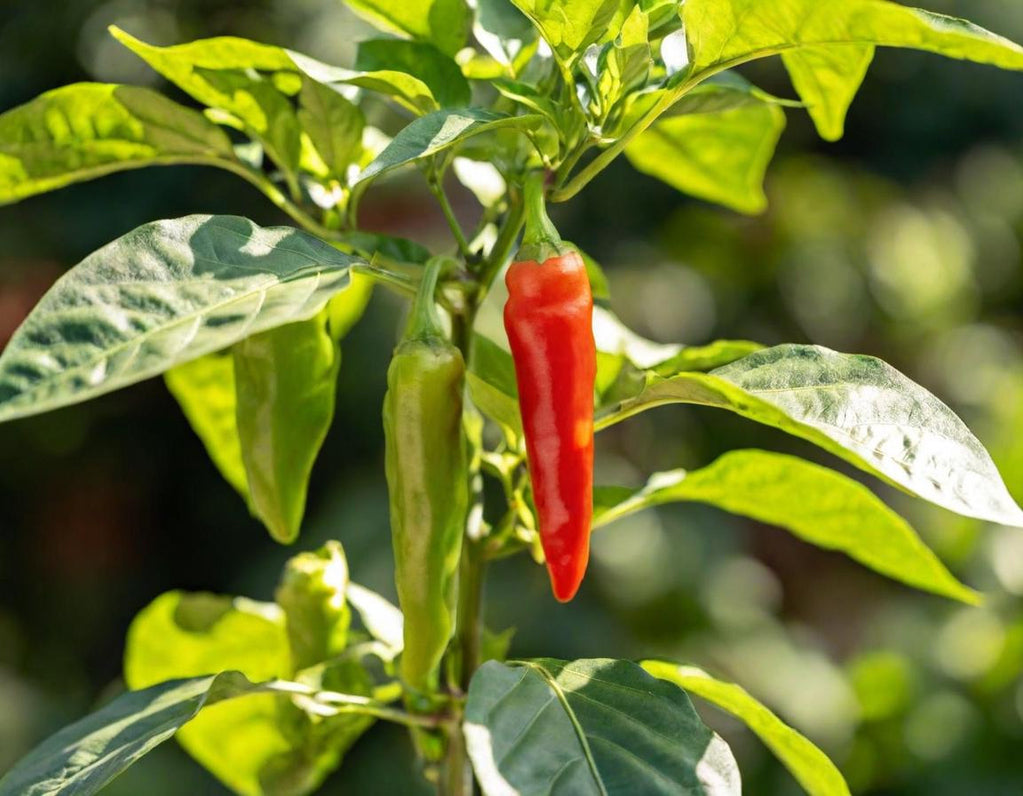 Anaheim Hot Chili Peppers