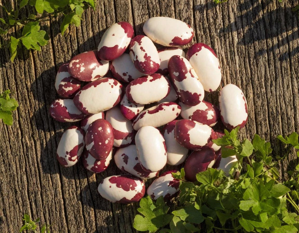 Anasazi Beans