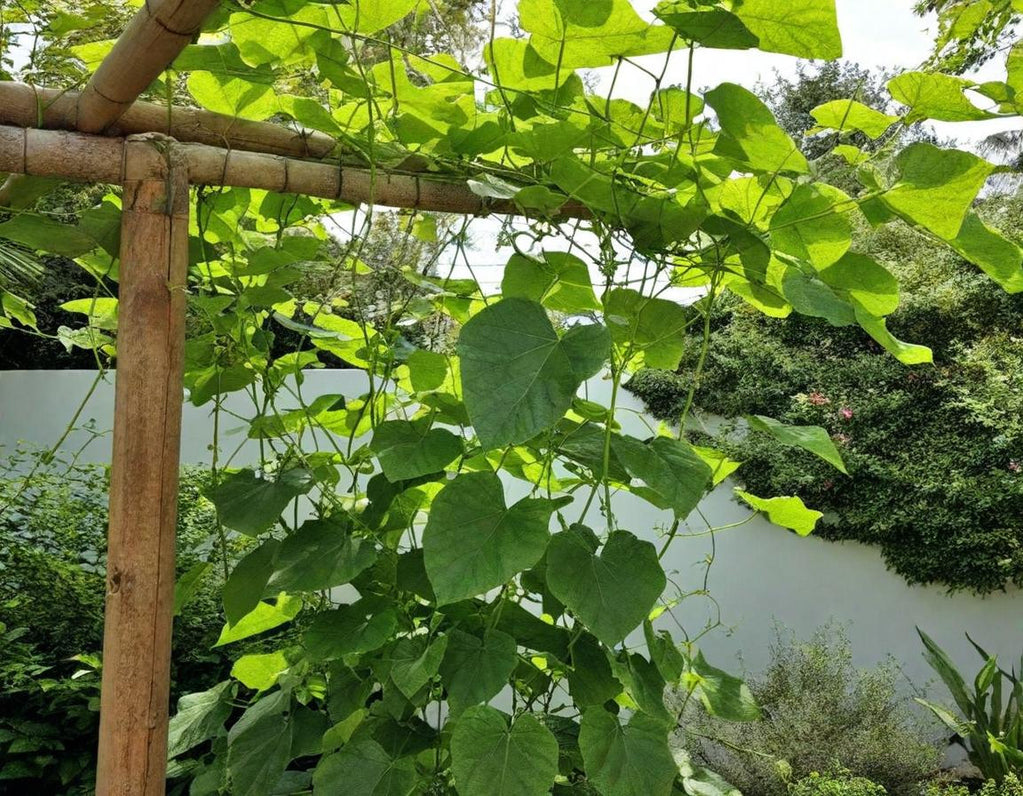 Anasazi Beans