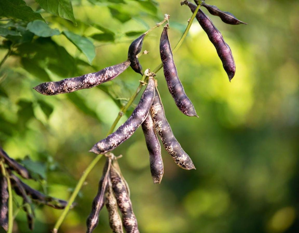 Black Beans