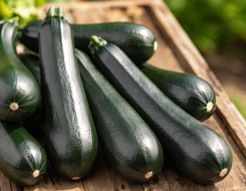 Black Beauty Zucchini Squash