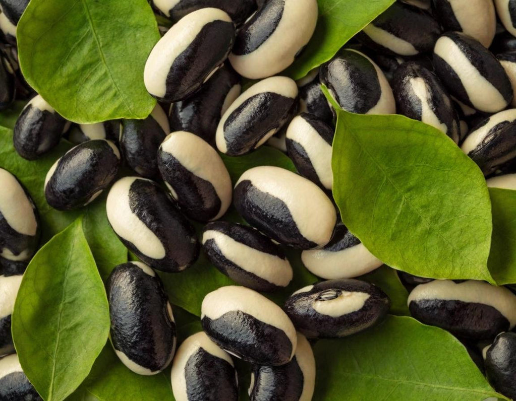 Black Calypso Beans