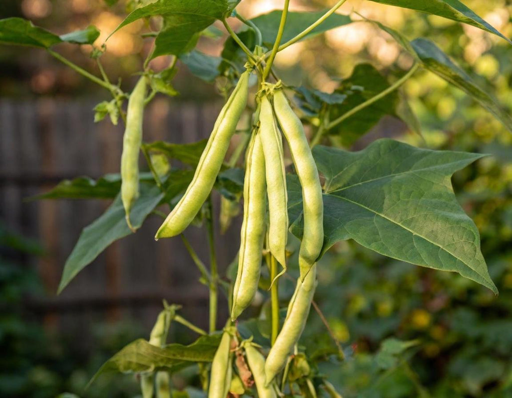 Black Calypso Beans