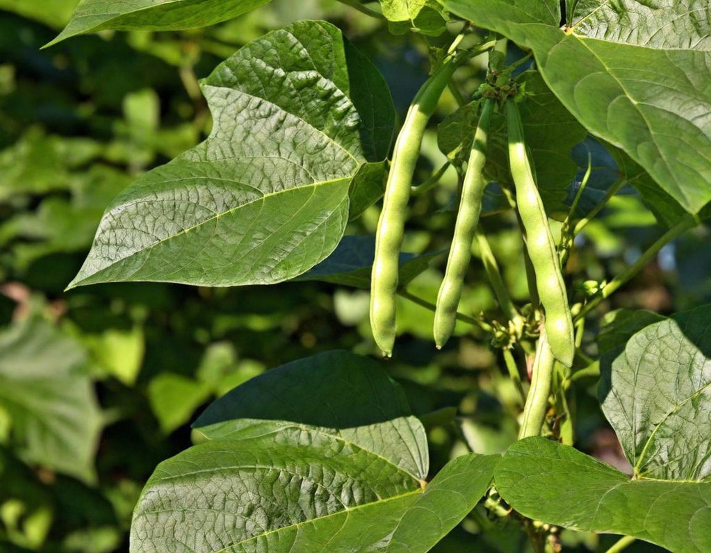 Black Eyed Peas