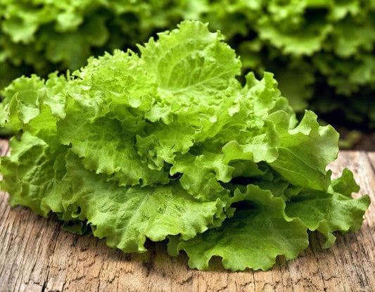 Black Seeded Simpson Organic Lettuce