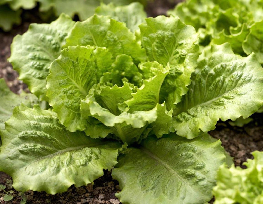 Black Seeded Simpson Organic Lettuce