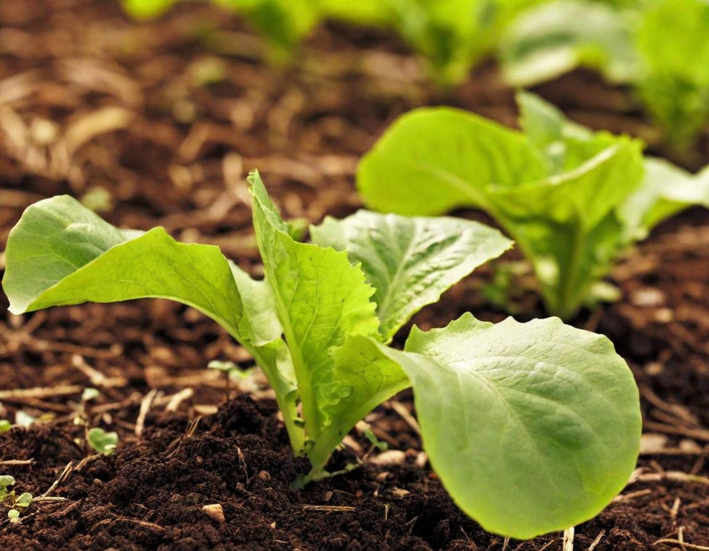 Black Seeded Simpson Organic Lettuce