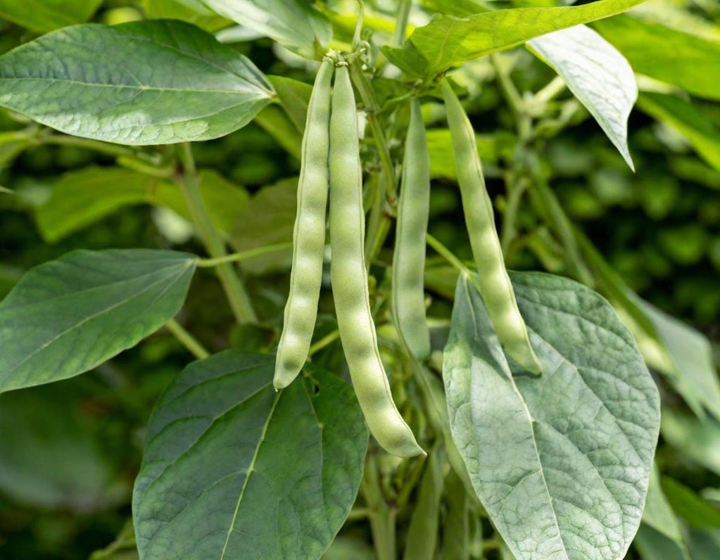 Black Turtle Beans