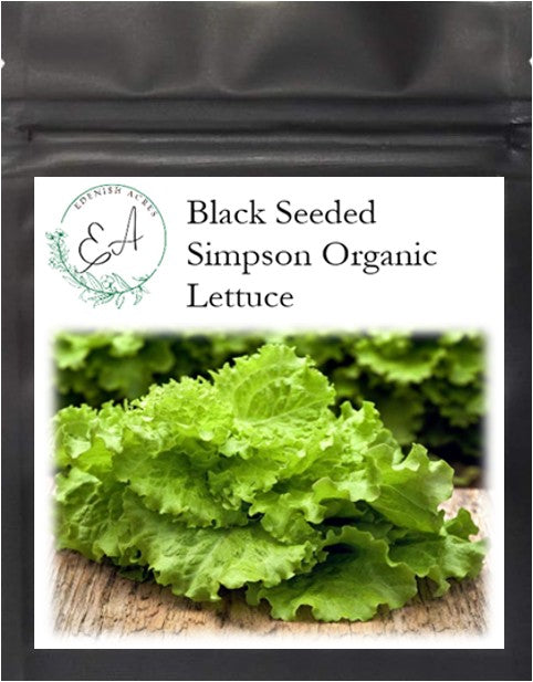 Black Seeded Simpson Organic Lettuce