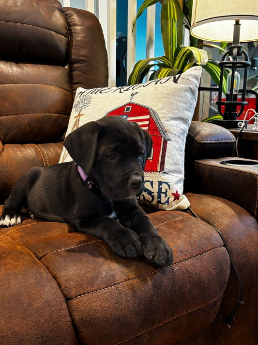 Blitz - Purple Collar - Black Female
