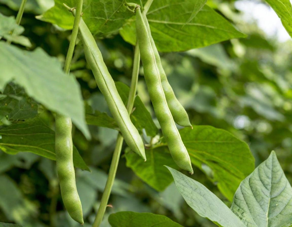 Blue Lake Bush Beans
