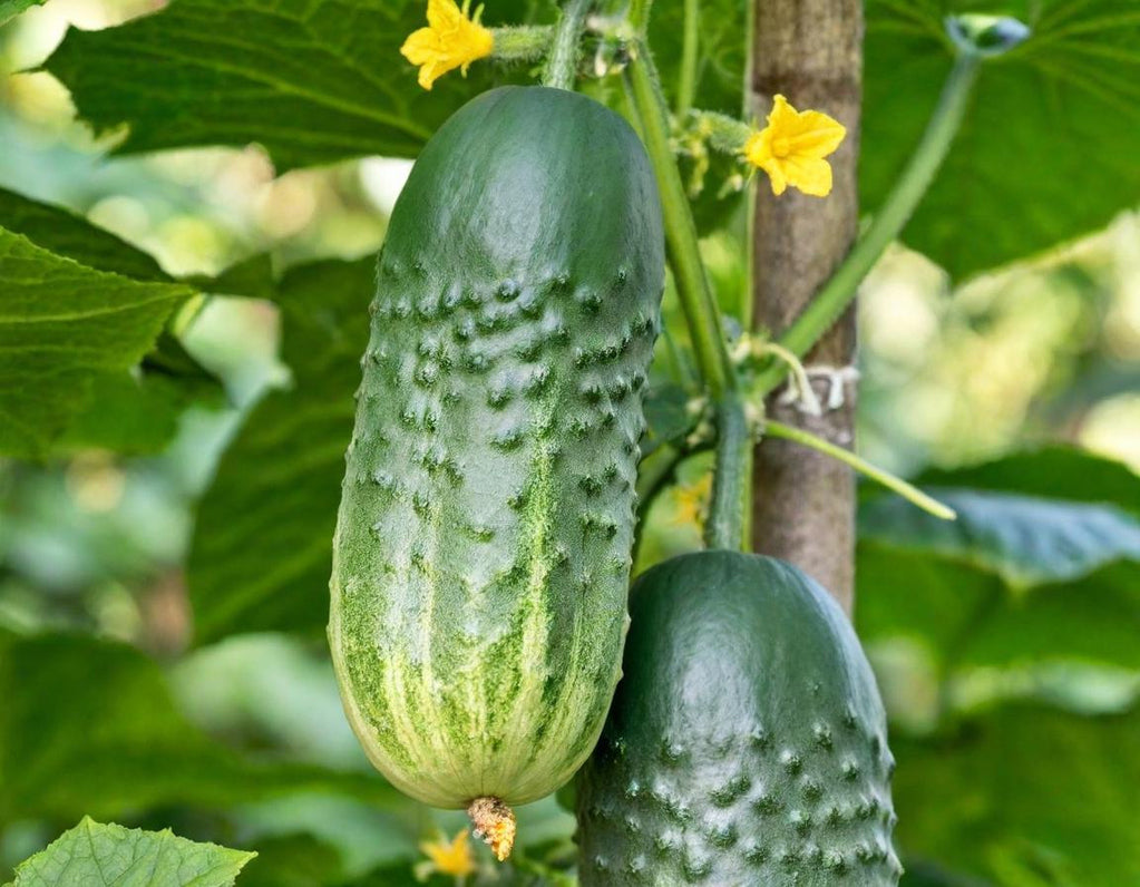 Boston Pickling Cucumber