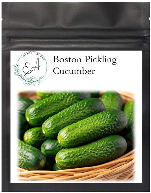 Boston Pickling Cucumber