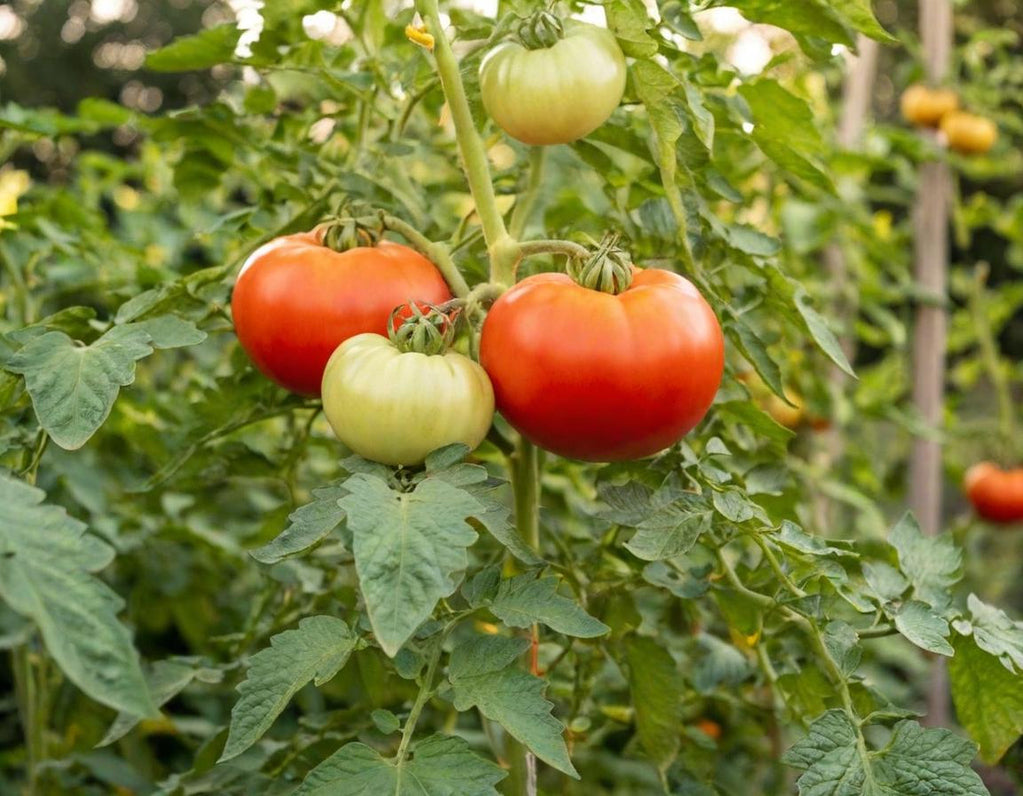 Brandywine Pink Organic Beefsteak Tomato