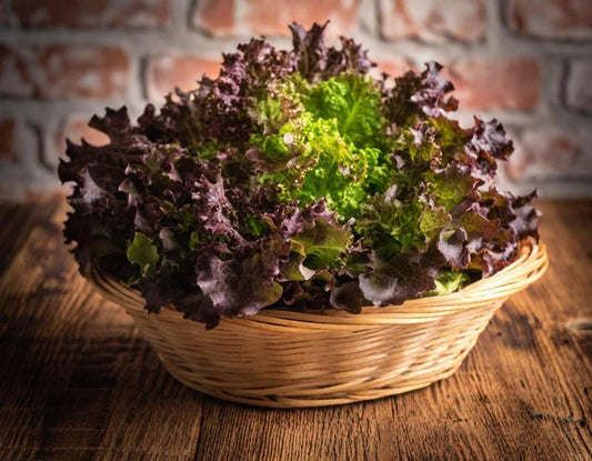 Bronze Mignonette Lettuce