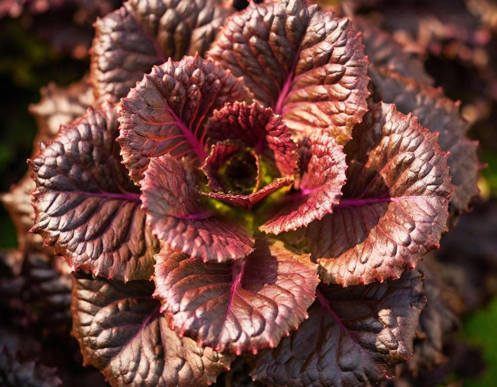 Bronze Mignonette Lettuce