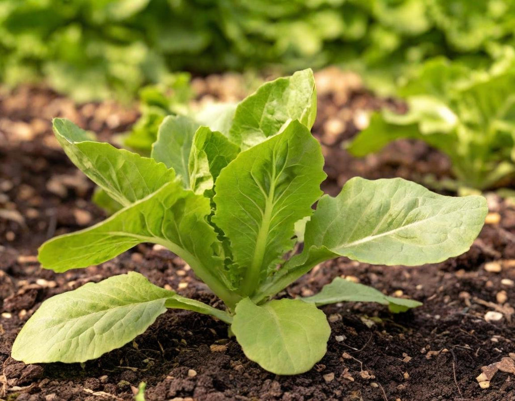 Bronze Mignonette Lettuce
