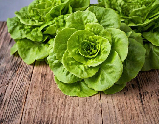 Butterhead Lettuce