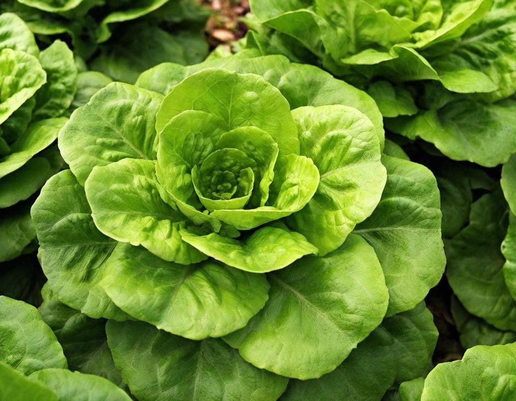 Butterhead Lettuce