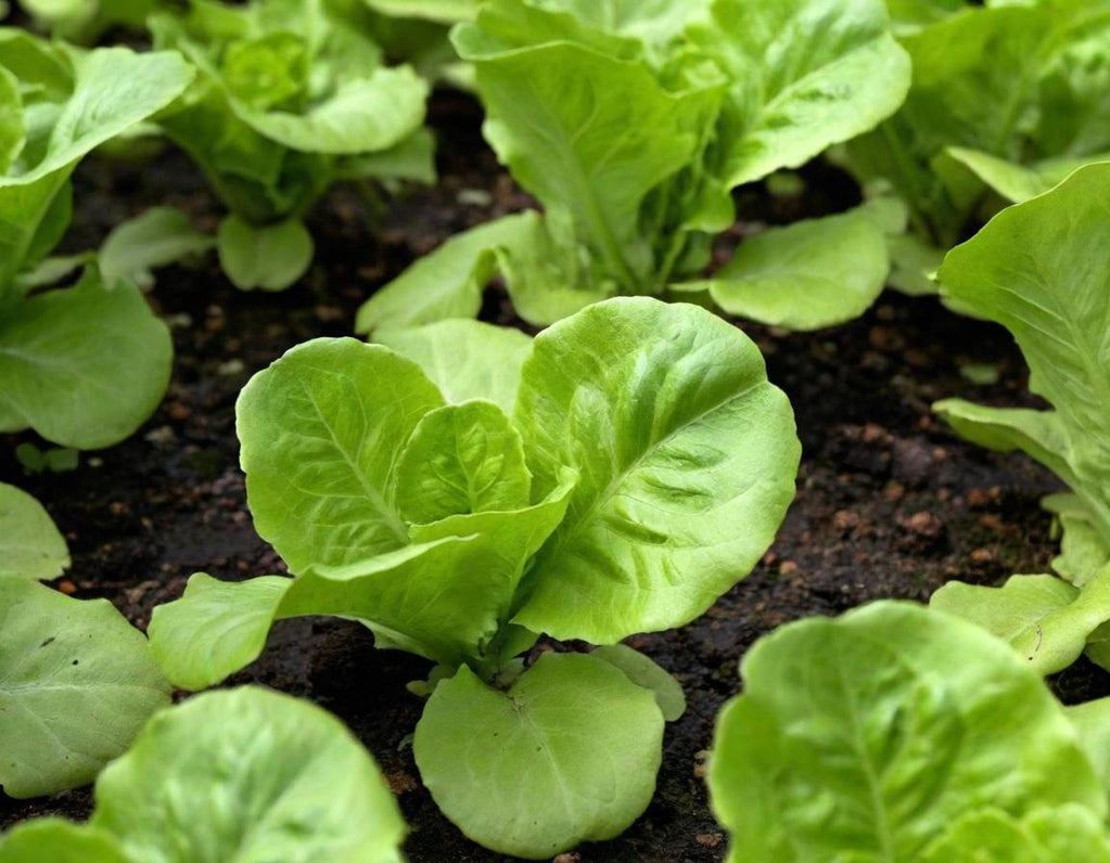 Butterhead Lettuce