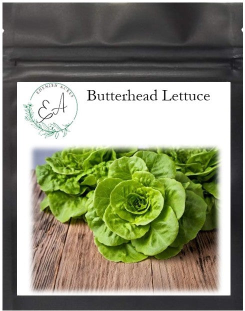 Butterhead Lettuce