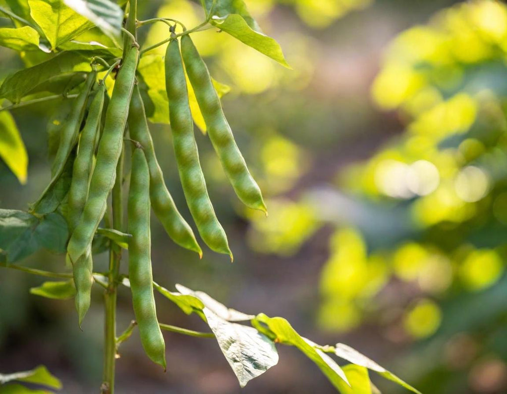 Butterscotch Beans