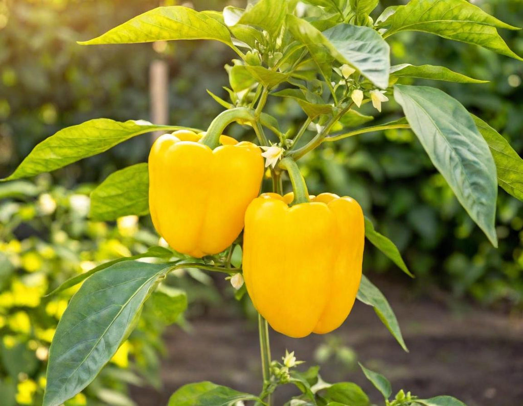 Canary Sweet Bell Peppers