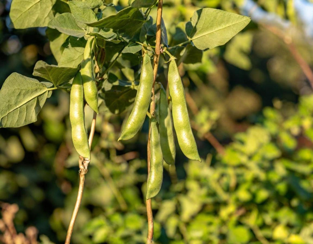 Cannellini Beans