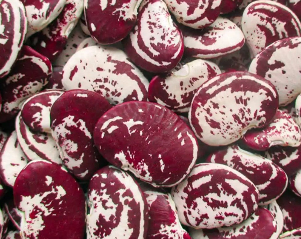 Christmas Lima Beans