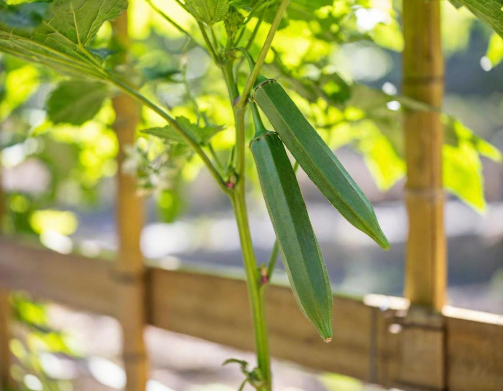 Clemson Spineless Okra