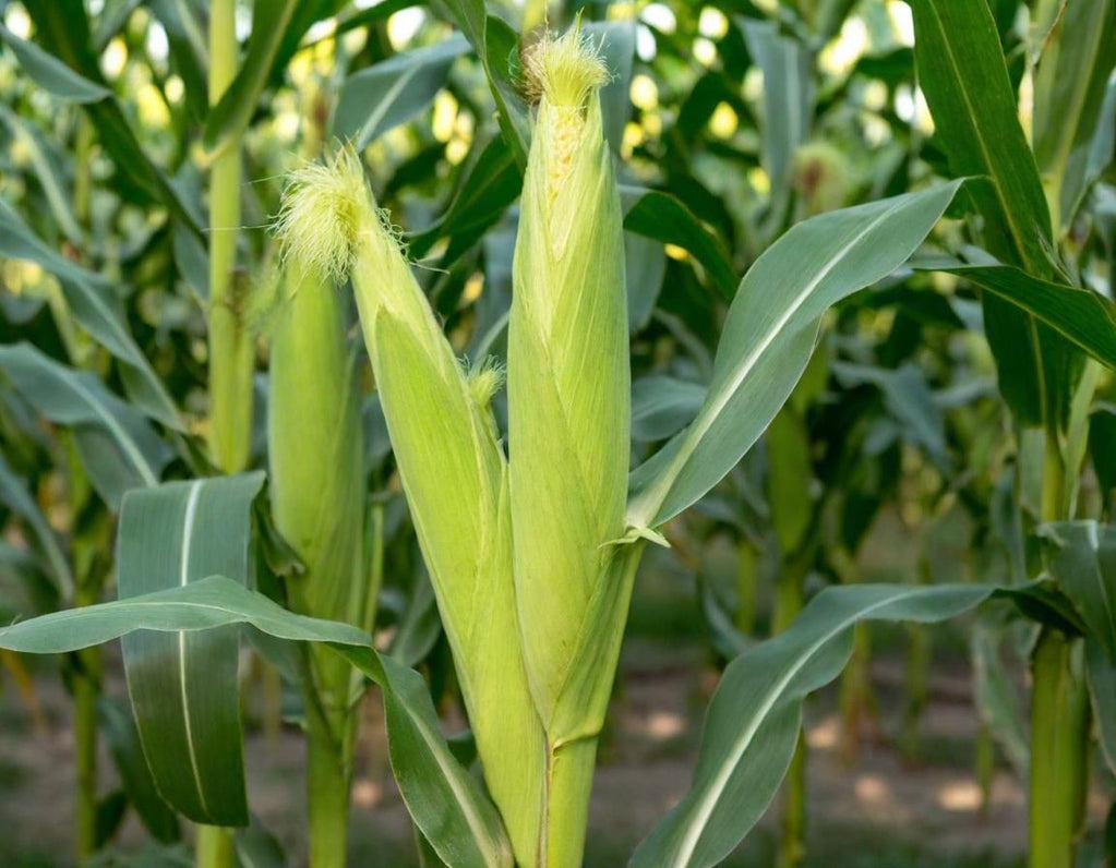 Peaches and Cream Sweet Corn