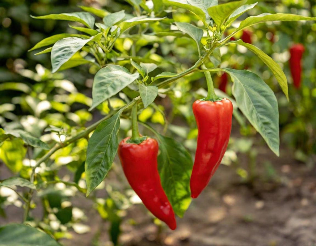 Corno di Toro Rosso Sweet Pepper
