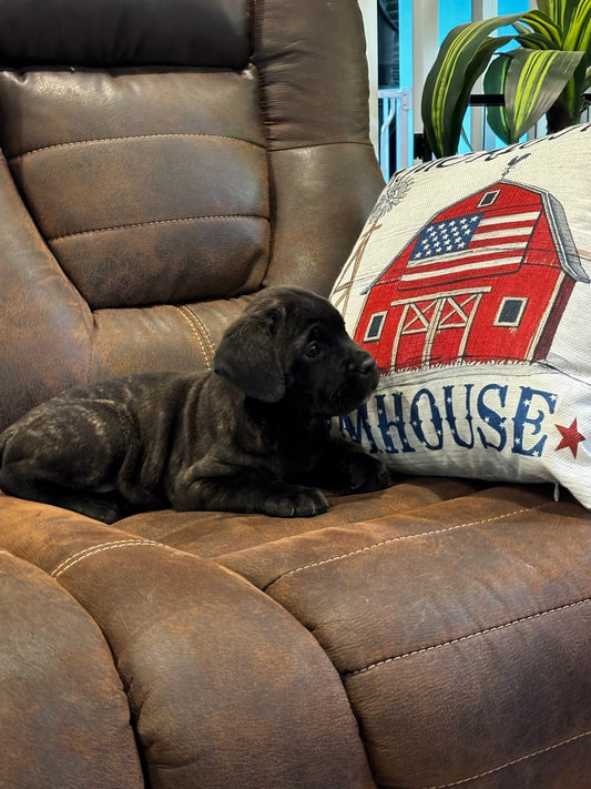Cricket - Dark Pink Collar - Black Brindle Female