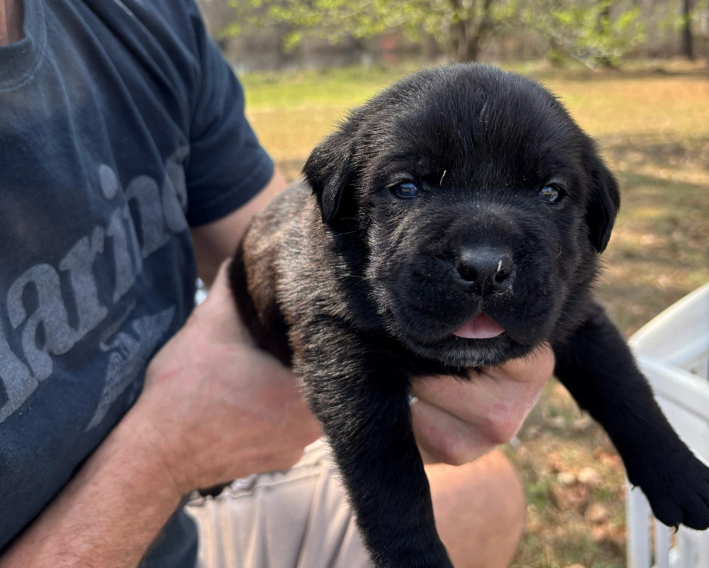 Samson - South Carolina