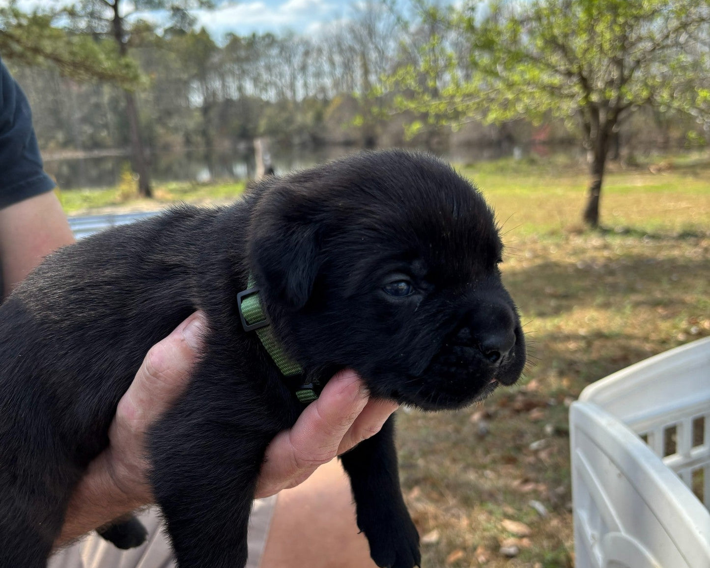 Samson - South Carolina