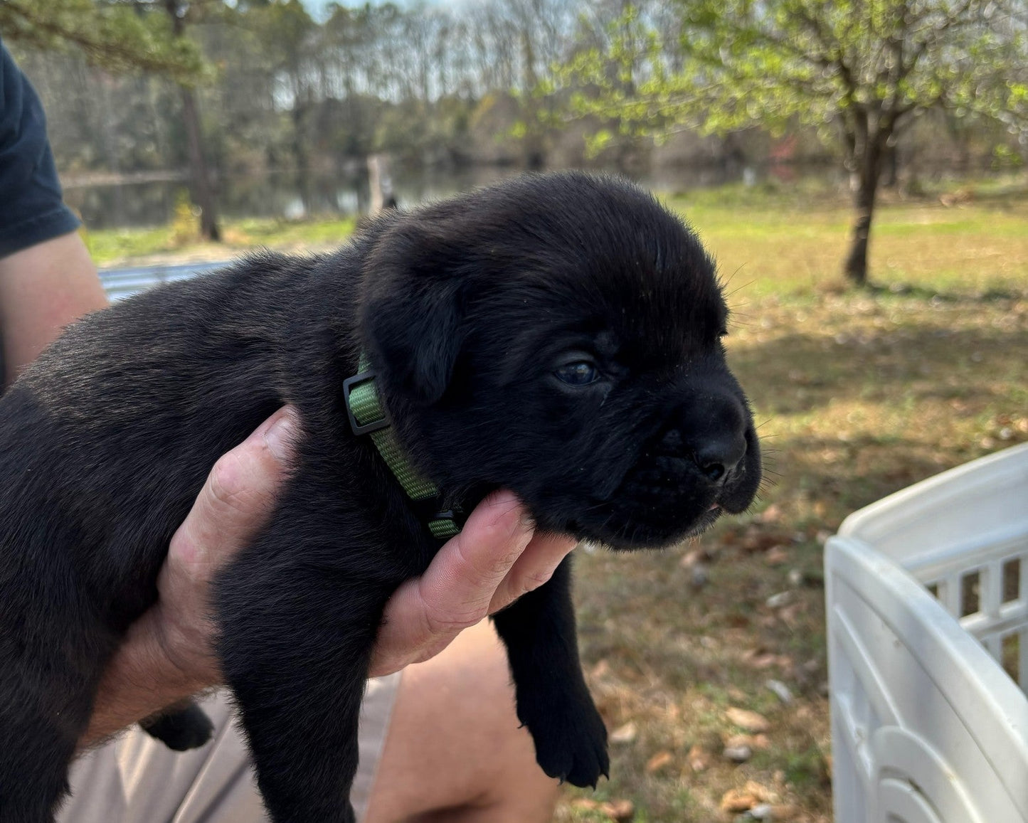 Samson - South Carolina