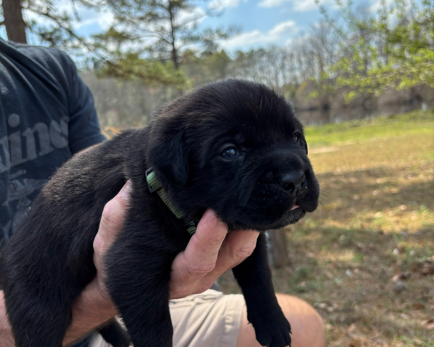 Samson - South Carolina