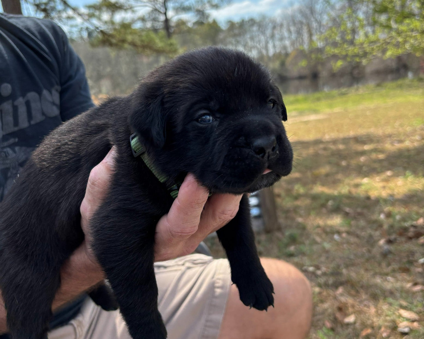 Samson - South Carolina