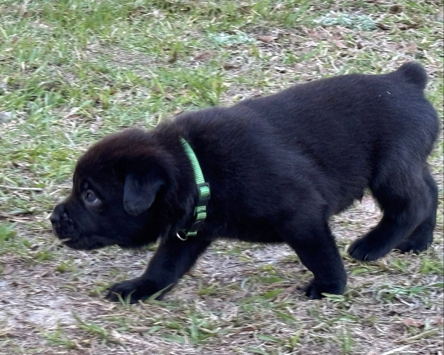 Samson - South Carolina