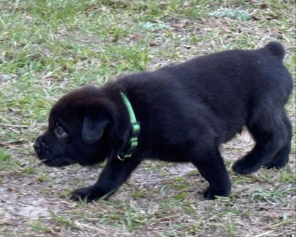 Samson - South Carolina