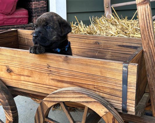 Dark Blue Collar - Brindle Male