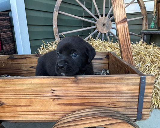 Dark Green Collar - Black Male